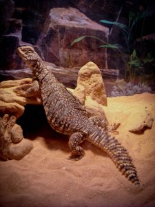 Liz Lemon the Uromastyx