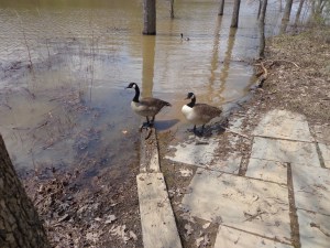 lake needwood geese